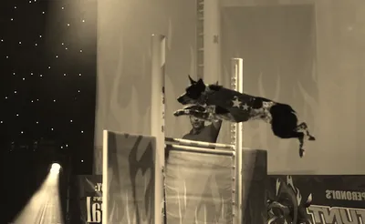 Chris Perondi's Stunt Dog Experience