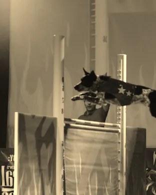 Chris Perondi's Stunt Dog Experience